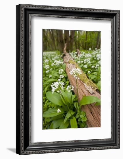 Wild Garlic - Ramsons (Allium Ursinum) Flowering in Woodland, Cornwall, England, UK, May-Ross Hoddinott-Framed Photographic Print