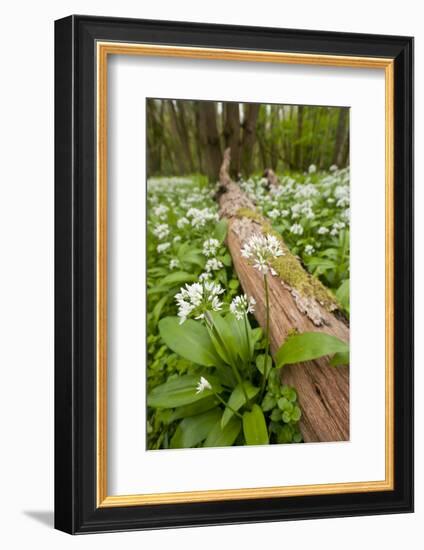 Wild Garlic - Ramsons (Allium Ursinum) Flowering in Woodland, Cornwall, England, UK, May-Ross Hoddinott-Framed Photographic Print