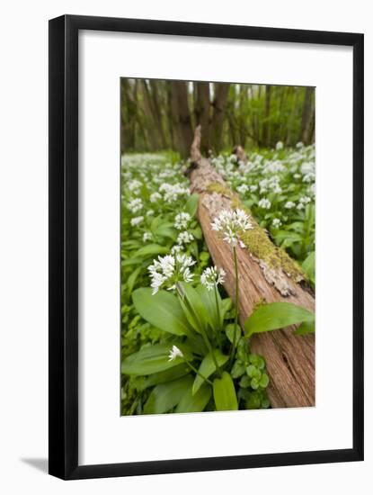 Wild Garlic - Ramsons (Allium Ursinum) Flowering in Woodland, Cornwall, England, UK, May-Ross Hoddinott-Framed Photographic Print