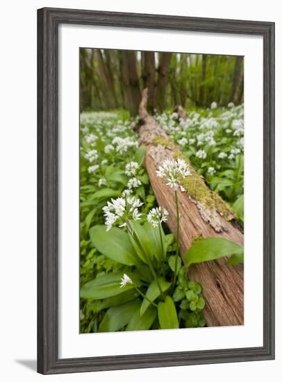 Wild Garlic - Ramsons (Allium Ursinum) Flowering in Woodland, Cornwall, England, UK, May-Ross Hoddinott-Framed Photographic Print