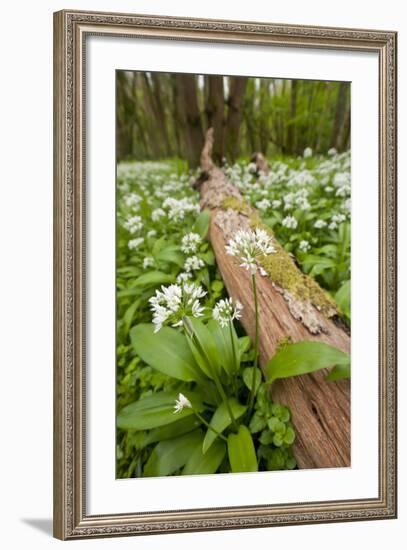 Wild Garlic - Ramsons (Allium Ursinum) Flowering in Woodland, Cornwall, England, UK, May-Ross Hoddinott-Framed Photographic Print