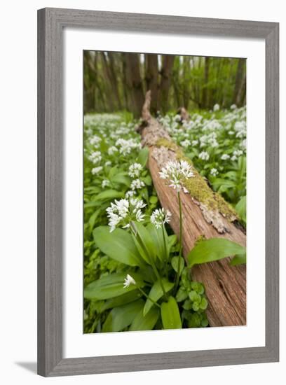 Wild Garlic - Ramsons (Allium Ursinum) Flowering in Woodland, Cornwall, England, UK, May-Ross Hoddinott-Framed Photographic Print