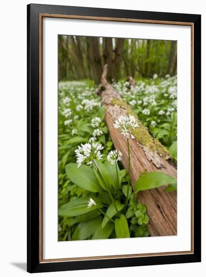 Wild Garlic - Ramsons (Allium Ursinum) Flowering in Woodland, Cornwall, England, UK, May-Ross Hoddinott-Framed Photographic Print