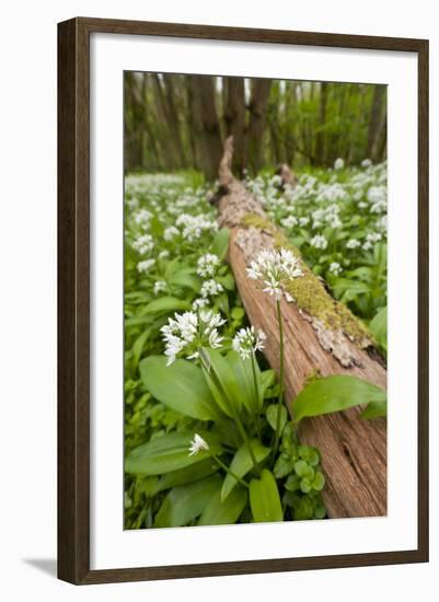 Wild Garlic - Ramsons (Allium Ursinum) Flowering in Woodland, Cornwall, England, UK, May-Ross Hoddinott-Framed Photographic Print