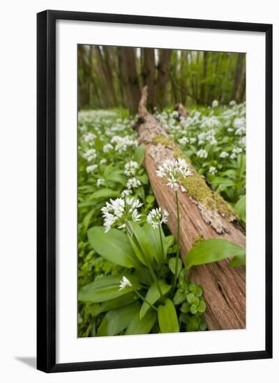 Wild Garlic - Ramsons (Allium Ursinum) Flowering in Woodland, Cornwall, England, UK, May-Ross Hoddinott-Framed Photographic Print