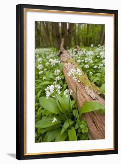 Wild Garlic - Ramsons (Allium Ursinum) Flowering in Woodland, Cornwall, England, UK, May-Ross Hoddinott-Framed Photographic Print