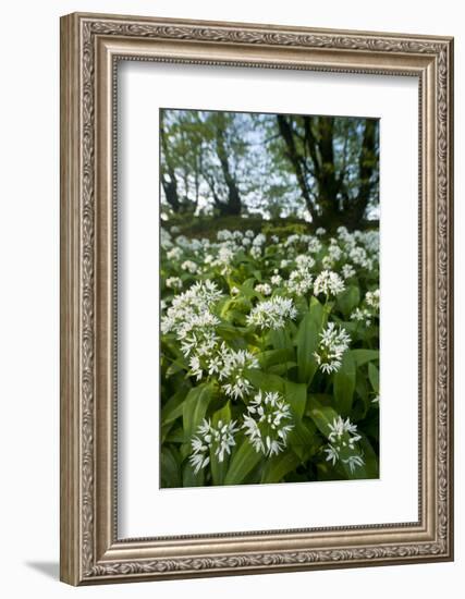 Wild Garlic - Ramsons (Allium Ursinum) Flowering In, Woodland, Cornwall, England, UK, May-Ross Hoddinott-Framed Photographic Print