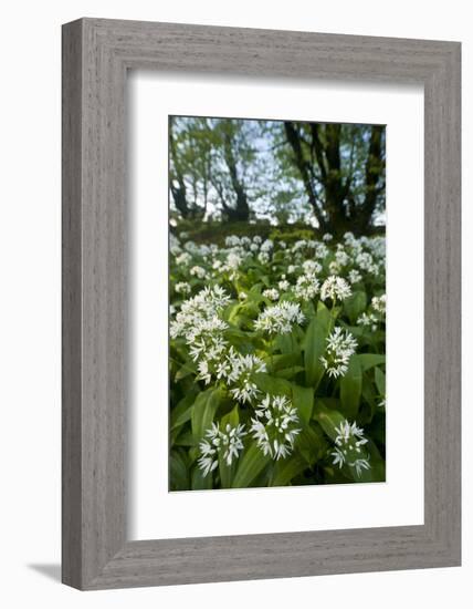 Wild Garlic - Ramsons (Allium Ursinum) Flowering In, Woodland, Cornwall, England, UK, May-Ross Hoddinott-Framed Photographic Print