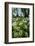 Wild Garlic - Ramsons (Allium Ursinum) Flowering In, Woodland, Cornwall, England, UK, May-Ross Hoddinott-Framed Photographic Print