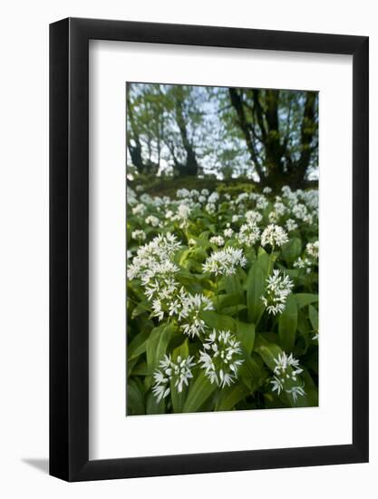 Wild Garlic - Ramsons (Allium Ursinum) Flowering In, Woodland, Cornwall, England, UK, May-Ross Hoddinott-Framed Photographic Print