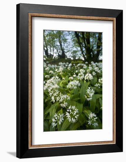 Wild Garlic - Ramsons (Allium Ursinum) Flowering In, Woodland, Cornwall, England, UK, May-Ross Hoddinott-Framed Photographic Print