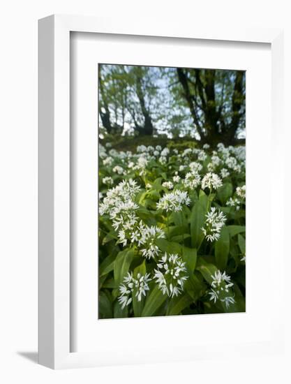 Wild Garlic - Ramsons (Allium Ursinum) Flowering In, Woodland, Cornwall, England, UK, May-Ross Hoddinott-Framed Photographic Print