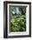 Wild Garlic - Ramsons (Allium Ursinum) Flowering In, Woodland, Cornwall, England, UK, May-Ross Hoddinott-Framed Photographic Print