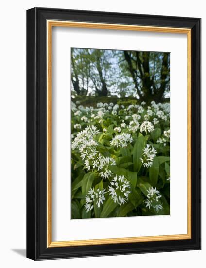 Wild Garlic - Ramsons (Allium Ursinum) Flowering In, Woodland, Cornwall, England, UK, May-Ross Hoddinott-Framed Photographic Print