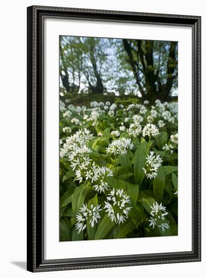 Wild Garlic - Ramsons (Allium Ursinum) Flowering In, Woodland, Cornwall, England, UK, May-Ross Hoddinott-Framed Photographic Print