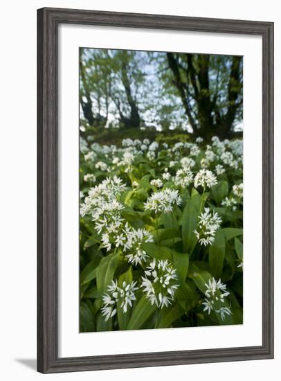 Wild Garlic - Ramsons (Allium Ursinum) Flowering In, Woodland, Cornwall, England, UK, May-Ross Hoddinott-Framed Photographic Print