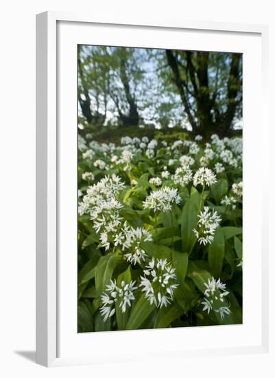 Wild Garlic - Ramsons (Allium Ursinum) Flowering In, Woodland, Cornwall, England, UK, May-Ross Hoddinott-Framed Photographic Print