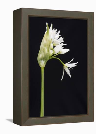 Wild Garlic - Ramsons (Allium Ursinum) in Flower, Controlled Conditions, Cornwall, England, UK-Ross Hoddinott-Framed Premier Image Canvas