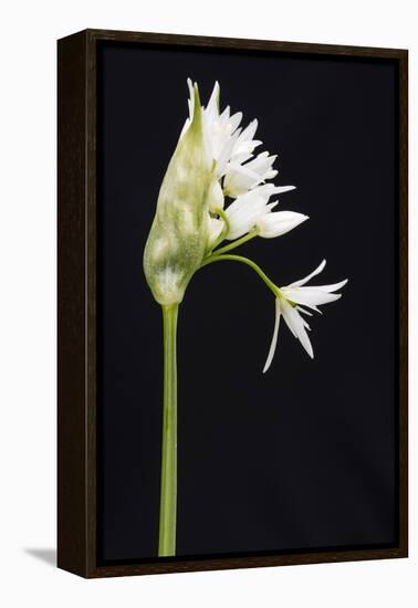 Wild Garlic - Ramsons (Allium Ursinum) in Flower, Controlled Conditions, Cornwall, England, UK-Ross Hoddinott-Framed Premier Image Canvas