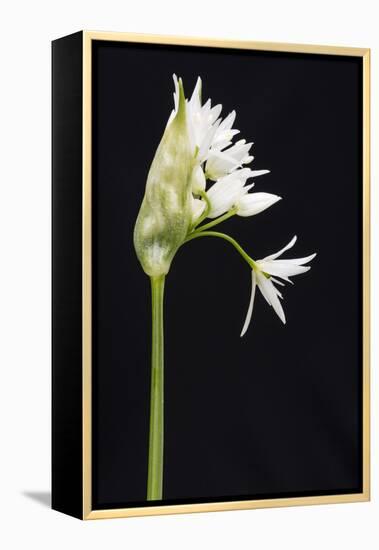 Wild Garlic - Ramsons (Allium Ursinum) in Flower, Controlled Conditions, Cornwall, England, UK-Ross Hoddinott-Framed Premier Image Canvas