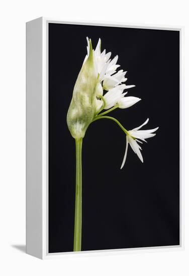 Wild Garlic - Ramsons (Allium Ursinum) in Flower, Controlled Conditions, Cornwall, England, UK-Ross Hoddinott-Framed Premier Image Canvas