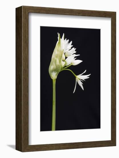 Wild Garlic - Ramsons (Allium Ursinum) in Flower, Controlled Conditions, Cornwall, England, UK-Ross Hoddinott-Framed Photographic Print