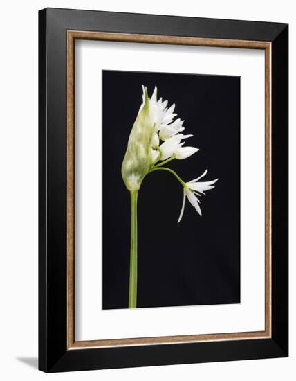 Wild Garlic - Ramsons (Allium Ursinum) in Flower, Controlled Conditions, Cornwall, England, UK-Ross Hoddinott-Framed Photographic Print