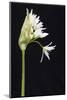 Wild Garlic - Ramsons (Allium Ursinum) in Flower, Controlled Conditions, Cornwall, England, UK-Ross Hoddinott-Mounted Photographic Print