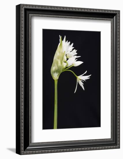 Wild Garlic - Ramsons (Allium Ursinum) in Flower, Controlled Conditions, Cornwall, England, UK-Ross Hoddinott-Framed Photographic Print