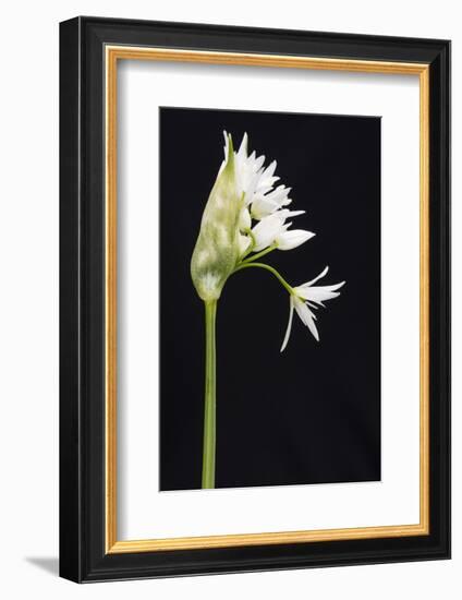 Wild Garlic - Ramsons (Allium Ursinum) in Flower, Controlled Conditions, Cornwall, England, UK-Ross Hoddinott-Framed Photographic Print