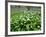 Wild Garlic Ramsons Among Bluebells in Spring Woodland, Lanhydrock, Cornwall, UK-Ross Hoddinott-Framed Photographic Print