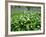 Wild Garlic Ramsons Among Bluebells in Spring Woodland, Lanhydrock, Cornwall, UK-Ross Hoddinott-Framed Photographic Print