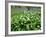 Wild Garlic Ramsons Among Bluebells in Spring Woodland, Lanhydrock, Cornwall, UK-Ross Hoddinott-Framed Photographic Print