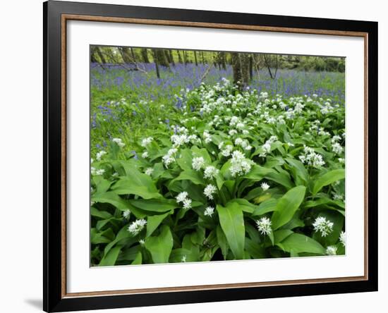 Wild Garlic Ramsons Among Bluebells in Spring Woodland, Lanhydrock, Cornwall, UK-Ross Hoddinott-Framed Photographic Print