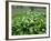 Wild Garlic Ramsons Among Bluebells in Spring Woodland, Lanhydrock, Cornwall, UK-Ross Hoddinott-Framed Photographic Print