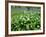 Wild Garlic Ramsons Among Bluebells in Spring Woodland, Lanhydrock, Cornwall, UK-Ross Hoddinott-Framed Photographic Print