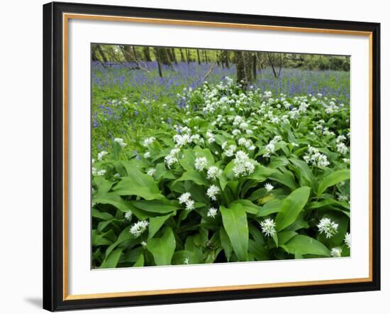 Wild Garlic Ramsons Among Bluebells in Spring Woodland, Lanhydrock, Cornwall, UK-Ross Hoddinott-Framed Photographic Print