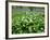 Wild Garlic Ramsons Among Bluebells in Spring Woodland, Lanhydrock, Cornwall, UK-Ross Hoddinott-Framed Photographic Print