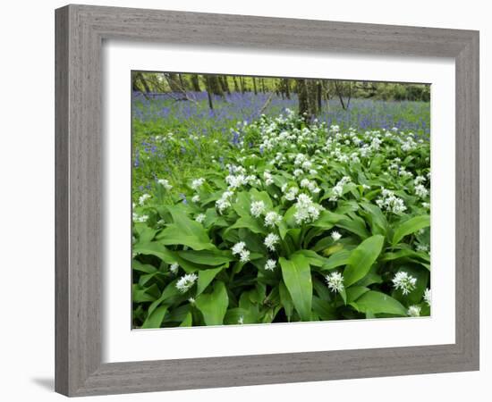 Wild Garlic Ramsons Among Bluebells in Spring Woodland, Lanhydrock, Cornwall, UK-Ross Hoddinott-Framed Photographic Print