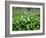 Wild Garlic Ramsons Among Bluebells in Spring Woodland, Lanhydrock, Cornwall, UK-Ross Hoddinott-Framed Photographic Print