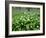 Wild Garlic Ramsons Among Bluebells in Spring Woodland, Lanhydrock, Cornwall, UK-Ross Hoddinott-Framed Photographic Print