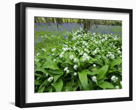 Wild Garlic Ramsons Among Bluebells in Spring Woodland, Lanhydrock, Cornwall, UK-Ross Hoddinott-Framed Photographic Print