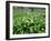 Wild Garlic Ramsons Among Bluebells in Spring Woodland, Lanhydrock, Cornwall, UK-Ross Hoddinott-Framed Photographic Print