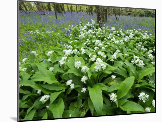 Wild Garlic Ramsons Among Bluebells in Spring Woodland, Lanhydrock, Cornwall, UK-Ross Hoddinott-Mounted Photographic Print