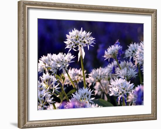 Wild Garlic Ramsons Among Bluebells, Lanhydrock Woodland, Cornwall, UK-Ross Hoddinott-Framed Photographic Print