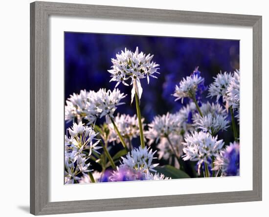 Wild Garlic Ramsons Among Bluebells, Lanhydrock Woodland, Cornwall, UK-Ross Hoddinott-Framed Photographic Print