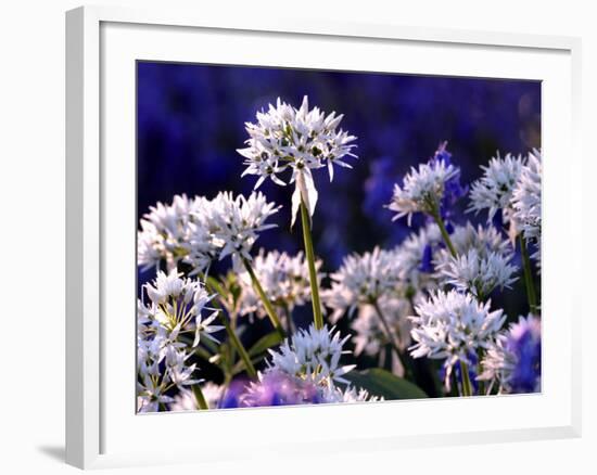 Wild Garlic Ramsons Among Bluebells, Lanhydrock Woodland, Cornwall, UK-Ross Hoddinott-Framed Photographic Print