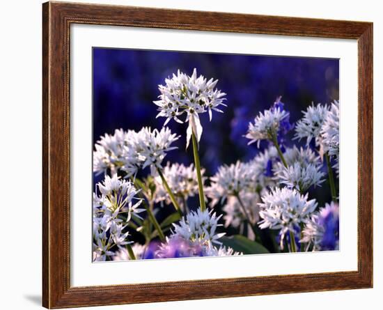 Wild Garlic Ramsons Among Bluebells, Lanhydrock Woodland, Cornwall, UK-Ross Hoddinott-Framed Photographic Print