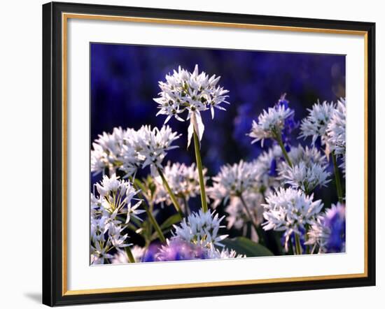 Wild Garlic Ramsons Among Bluebells, Lanhydrock Woodland, Cornwall, UK-Ross Hoddinott-Framed Photographic Print