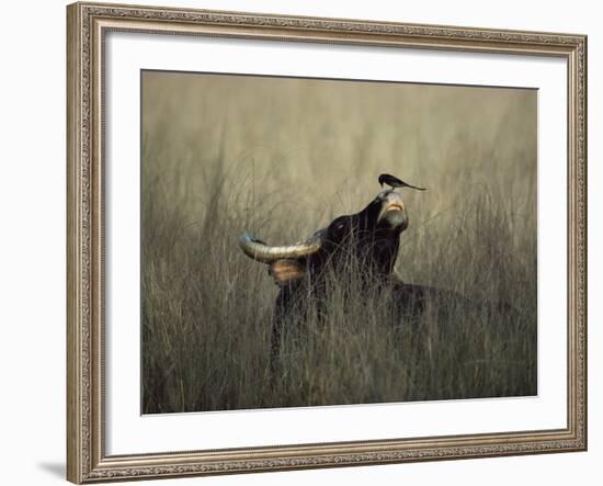 Wild Gaur, Adult Bull Endangered, with Black Drongo on Nose. Bandhavgarh Np, Madhya Pradesh, India-Jean-pierre Zwaenepoel-Framed Photographic Print